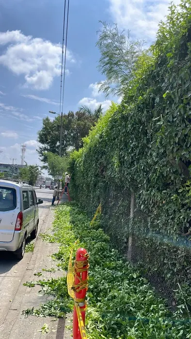 Poda de cercos vivos de Swinglea · Poda de Swinglea, Colombia Agroforestal