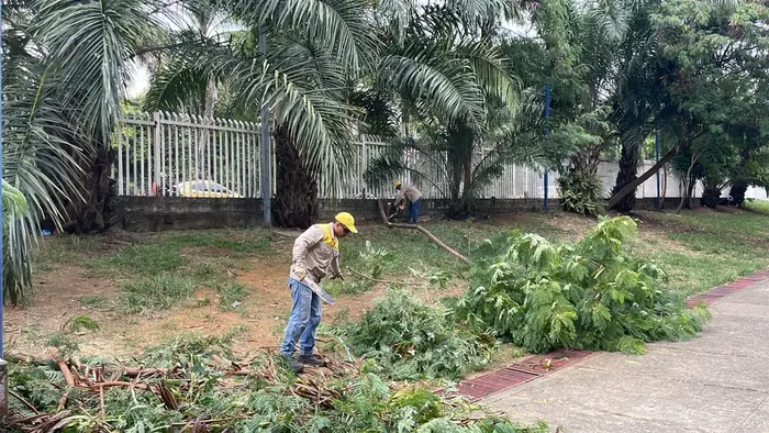 Tala técnica de árboles · Tala de árboles, Colombia Agroforestal