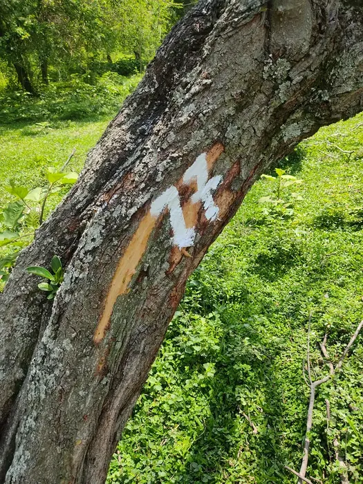 Inventario y censo arbóreo en campo · Inventario forestal, Colombia Agroforestal