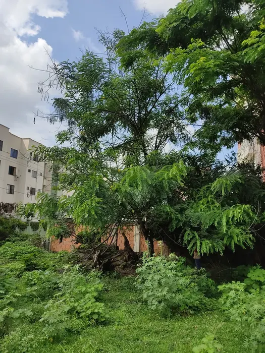 Inventario y censo arbóreo en campo · Inventario forestal, Colombia Agroforestal