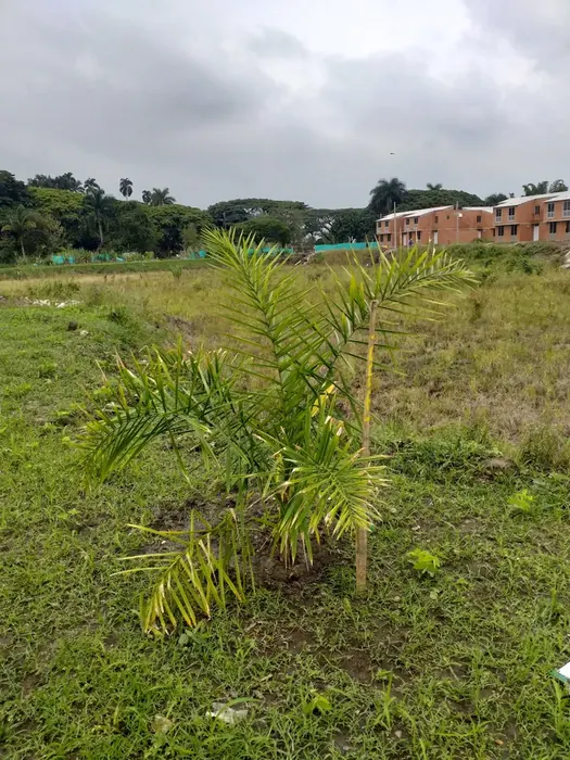 Siembra de árboles y palmas · Siembra de árboles y palmas, Colombia Agroforestal