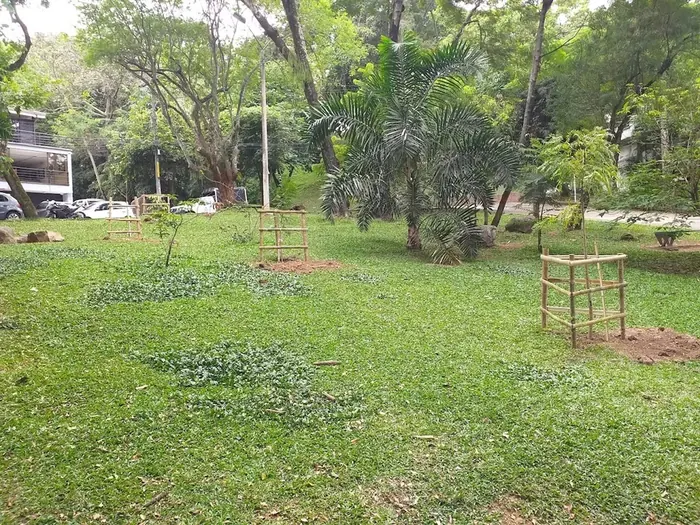 Siembra de árboles y palmas · Siembra de árboles y palmas, Colombia Agroforestal