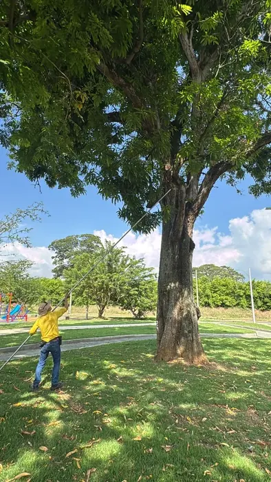 Poda aérea de árboles · Podas, Colombia Agroforestal