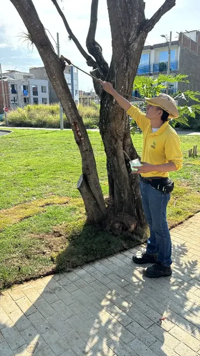 Cicatrización y cuidado fitosanitario · Cicatrización de árboles, Colombia Agroforestal
