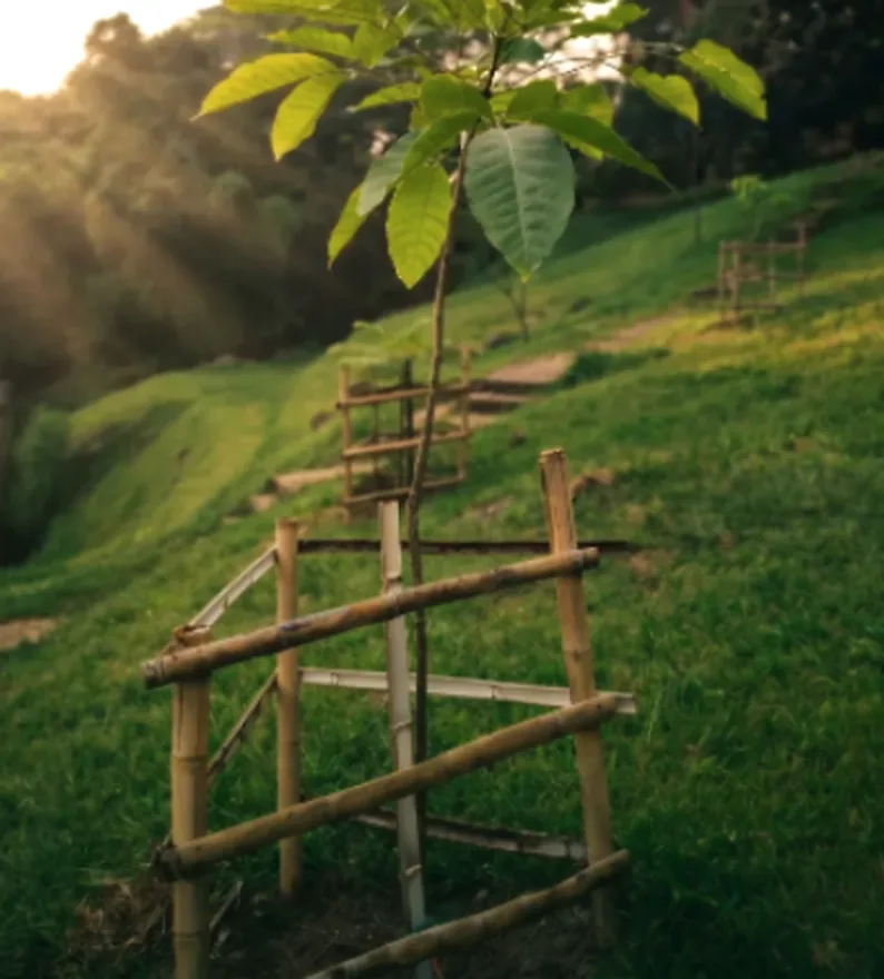 Reforestación con árbol nativo y tutor de guadua, Holguines Trade Center
